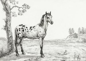 Cheval tacheté debout - Jean Bernard