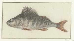 Poisson - Jean Bernard