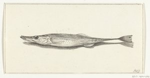 Poisson - Jean Bernard