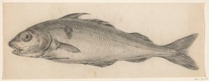Poisson, vers la gauche - Jean Bernard