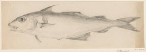 Poisson, vers la gauche
