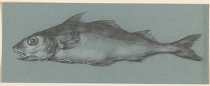 Poisson, vers la gauche - Jean Bernard