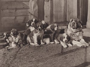 Suisse : Les célèbres chiens Saint-Bernard