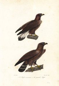 Aigle royal, Aquila chrysaetos - Jean Gabriel (after) Pretre