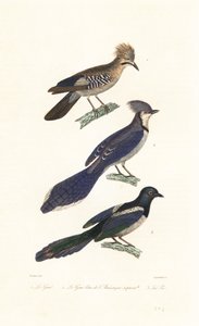 Geai, geai bleu et pie