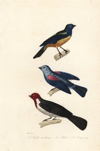 Tangara turquoise, tangara à dos bleu et cardinal à tête rouge - Jean Gabriel (after) Pretre