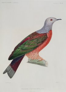 La colombe au cœur saignant, illustration de 
