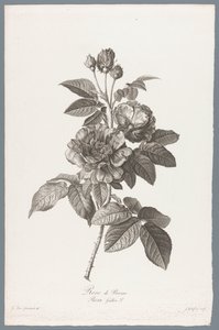 Rose de Provins - Jean Godefroy