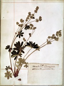 Alchemilla, d