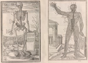De dissectione partium corporis humani libri tres, 1545 - Jean Jollat