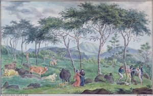 Troupeau de bovins avec des vachers près de la rivière à l