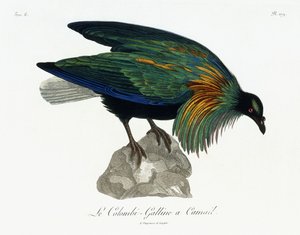 Pigeon de Nicobar, 1799-1808