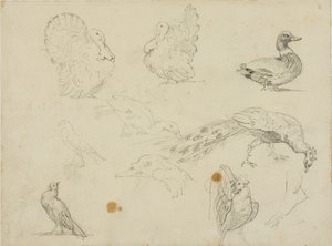 Croquis de volailles