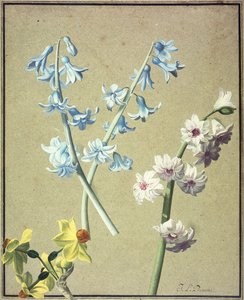 Un Jacinthe Bleu et Lavande, et un Narcisse Jaune, c.1805 - Jean Louis Prevost