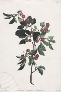 Collection des fleurs et des fruits : Branches de cerises précoces