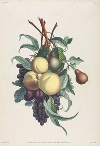 Collection des fleurs et des fruits: Branches de rousselet, pêche, prune et raisin - Jean Louis Prevost