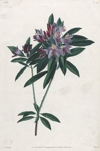 Rhododendron pontique - Jean Louis Prevost