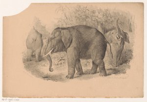 Éléphants indiens