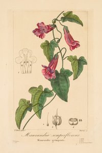 Flore des Jardiniers, Amateurs et Manufacturiers : Maurandia semperflorens - Jean Pierre Frederic Barrois