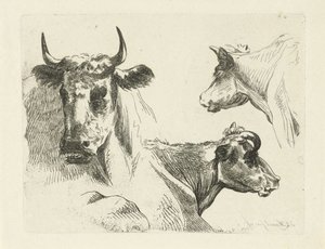 Trois têtes de vaches - Jean Zacherie Mazel