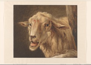 Tête de mouton