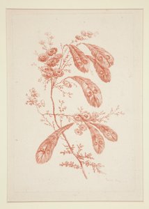 Sans titre (Fleurs idéales), d