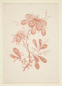 Sans titre (Fleurs idéales), d