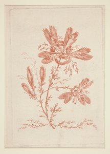 Sans titre (Fleurs idéales), d
