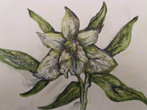 Orchidée verte