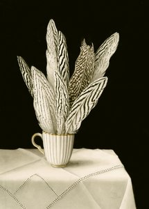 Tasse de plumes