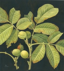 Noix verte - Jenny Barron