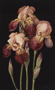 Iris
