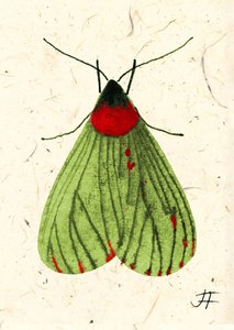 Papillon de nuit, 2024 (aquarelle sur papier) - Jenny Frean
