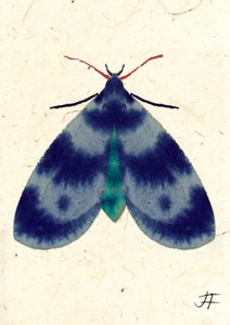 Indigo Moth, 2024 (aquarelle sur papier)
