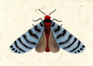 Phalène rayée, 2024 (aquarelle sur papier)