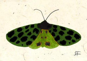 Tiger Moth, 2024 (aquarelle sur papier) - Jenny Frean