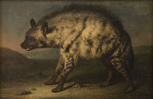 La hyène dans la ménagerie au château de Frederiksberg