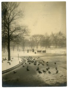 Commune avec des pigeons, Boston, USA, vers 1902-10