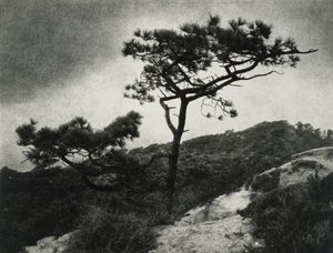 Les célèbres pins de Torrey