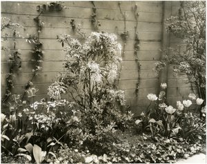 M. et Mme John Morgan, 39 W 11 St, plante Andromède au centre, Greenwich Village, New York, USA, vers 1939-40 - Jessie Tarbox Beals