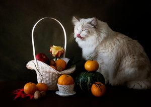  - Jie Fischer