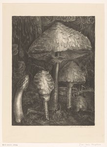 Champignons - Jo van Oosten Slingeland (signed by artist)