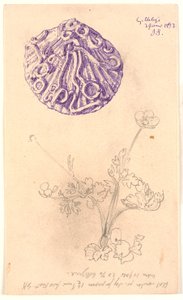 Étude de coquille et d