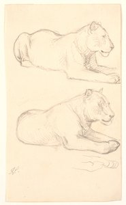 Deux études de lionne couchée