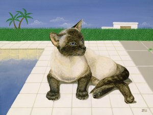 Chat siamois près d