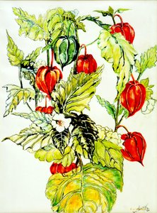 Lanternes chinoises - Joan Thewsey