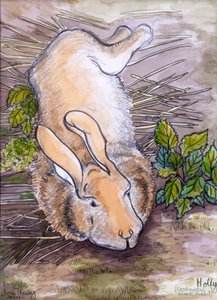 Holly, le géant lapin continental - Joan Thewsey