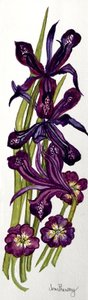 Iris et primevères - Joan Thewsey