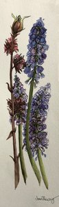 Muscari et Viburnum bodnantense