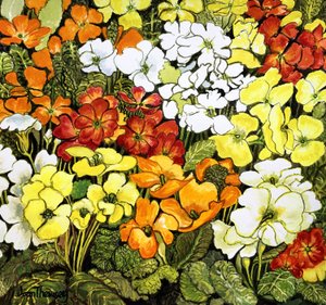 Bordure de primevères, primevères blanches, jaunes, oranges et rouges - Joan Thewsey